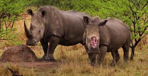Rinocerontes são mortos para produção de jóias com seus chifres
