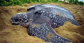 Tartaruga que pode viver até 400 anos é encontrada morta