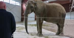 Com traumas, elefanta é forçada a se separar de bebê em zoológico