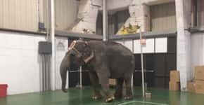 Elefantes e jacarés são eletrocutados e torturados em circo