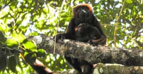Nasce primeiro filhote de bugio na Floresta Nacional da Tijuca