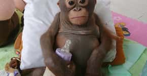 Orangotango aprisionado era alimentado apenas com doce de leite