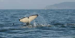 Orcas sofrem número recorde de abortos por causa da pesca