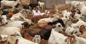 Alemã oferece nova chance para 1.200 vacas doentes e abandonadas