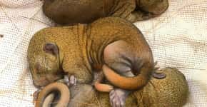 Bebês esquilos reencontram mãe graças à bondade humana