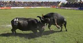 Búfalos são forçados a lutar para entreter pessoas no Vietnã