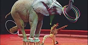 Câmara pode votar proibição de animais em circos no Brasil