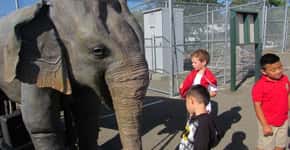 Elefanta robotizada ensina crianças sobre a crueldade em circos