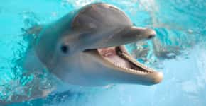 Golfinhos explorados são torturados em pesquisas médicas