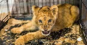 Leão desnutrido é abandonado após ser explorado para selfies