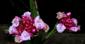 Orquídeas em perigo: destruição invisível, extinção silenciosa
