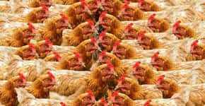 Califórnia pode proibir criação de galinhas e porcos em gaiolas