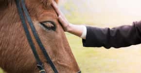 Estudo revela que cavalos podem decifrar expressões faciais