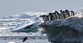 Colônia com 1,5 milhão de pinguins é descoberta na Antártica
