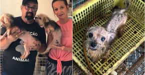 Luisa Mell resgata 100 cachorros de canil em condições precárias