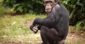 Filósofos pressionam reconhecimento de chimpanzés como pessoas