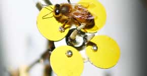 Flores mecânicas atraem abelhas e ajudam na polinização
