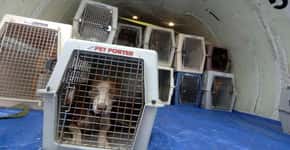 United Airlines suspende transporte de animais domésticos