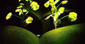 Cientistas criam plantas que emanam luz usando enzima do vagalume