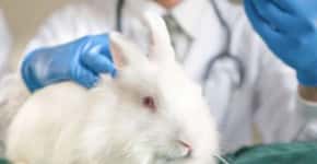Europa pede fim de testes de cosméticos em animais no mundo