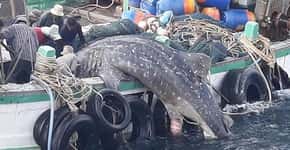 Fêmea de tubarão grávida morre após ficar presa em rede de pesca