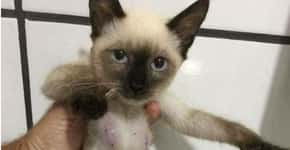 ONG mostra foto de gata com tumores e critica pílula para animais