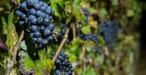 Vinícola em São Roque oferece experiência de colher uvas à noite