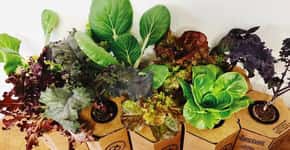 Verduras orgânicas crescem em caixinhas