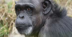 Chimpanzé reencontra família que o adotou e emociona a internet