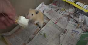 Japoneses pedem prisão de youtuber que abusa de hamsters