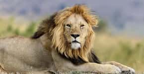 Caçadores são comidos vivos por leões ao invadirem reserva