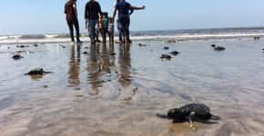 Advogado recolhe lixo plástico da praia e tartarugas ressurgem
