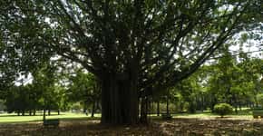 Aprenda sobre as árvores do Ibirapuera em um passeio guiado