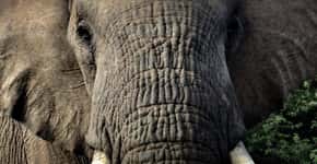 Elefante curioso fica cara a cara com turistas em safári
