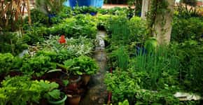 Mineiro cultiva horta na laje com 150 espécies de plantas