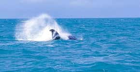 Abrolhos e baleias jubarte atraem turistas no sul da Bahia