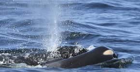 Orca deixa corpo de filhote morto após carregá-lo por 17 dias