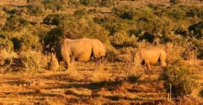 Reserva sul-africana tem seguranças 24h para proteger rinoceronte
