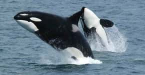 Comissão internacional rejeita liberação da caça às baleias