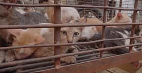 Investigação expõe crueldade do comércio de carne de cães e gatos