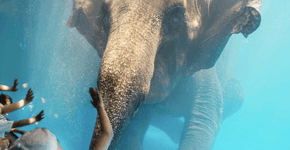 TripAdvisor para de vender ingressos a zoo da Tailândia