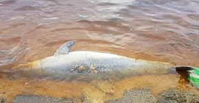 Golfinho é encontrado morto enroscado em rede de pesca