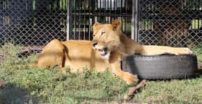 Leões abusados em circo são resgatados e levados para santuário