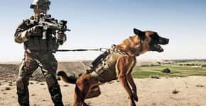 Cães explorados na guerra do Afeganistão retornam para casa