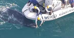 Filhote de baleia é encontrado preso em redes de pesca