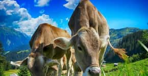 ONU afirma que consumo de carne está destruindo o planeta