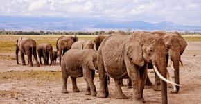 Elefantes africanos podem ser extintos em 20 anos