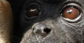Campanha arrecada fundos para salvar macaco ameaçado de extinção