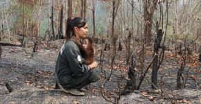 Produção do óleo de palma coloca orangotangos em risco