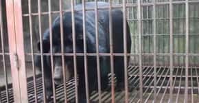 Ursa é salva após 14 anos sendo explorada para extração de bile
